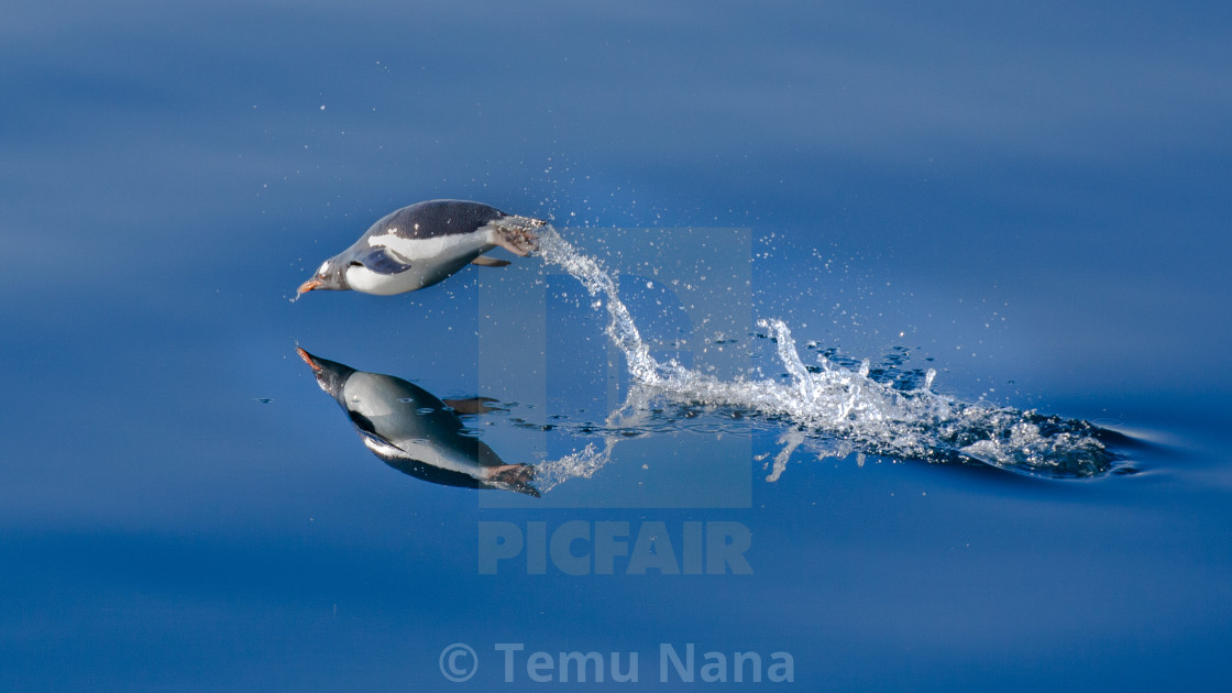 "Gentoo Penguin Porpoising" stock image