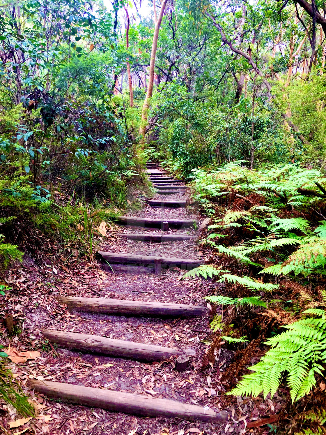 "Wooden Bush Steps" stock image