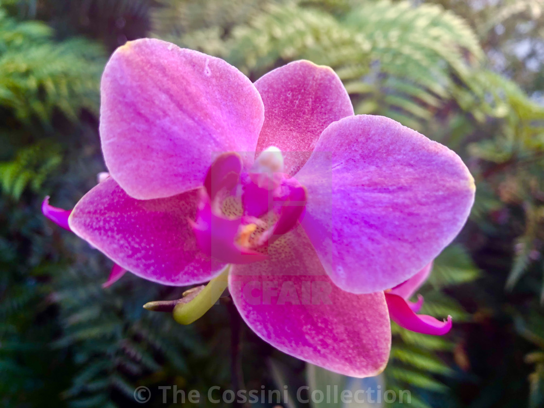 "Peeping Purple Orchid" stock image