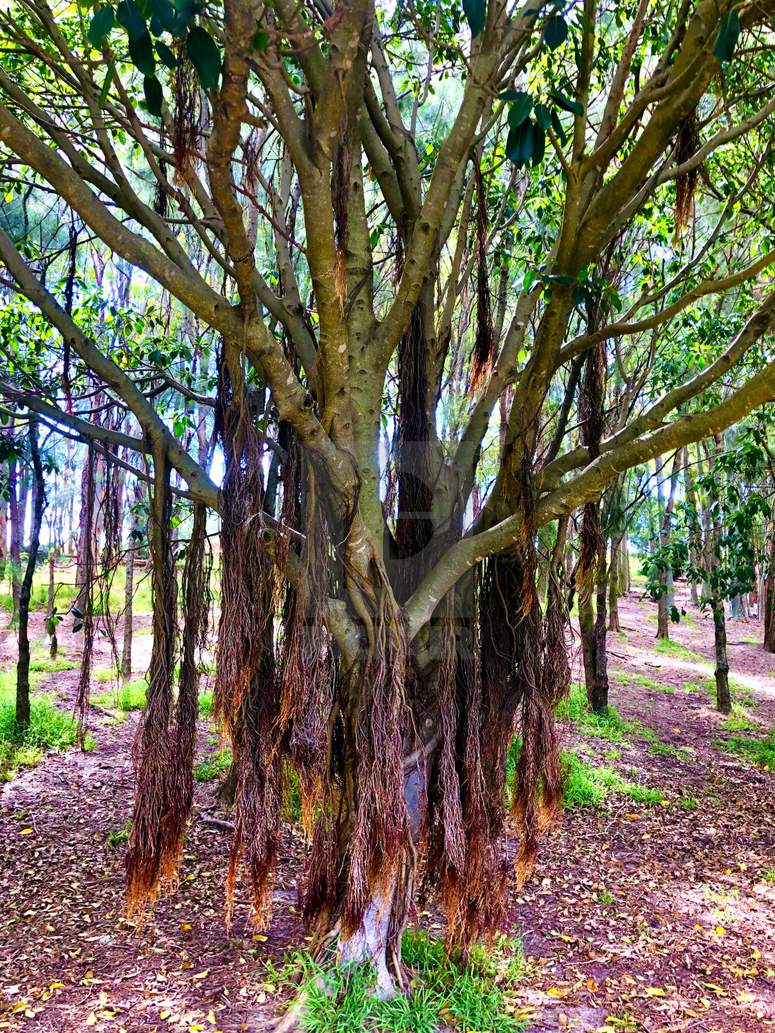 "Magical Tree" stock image