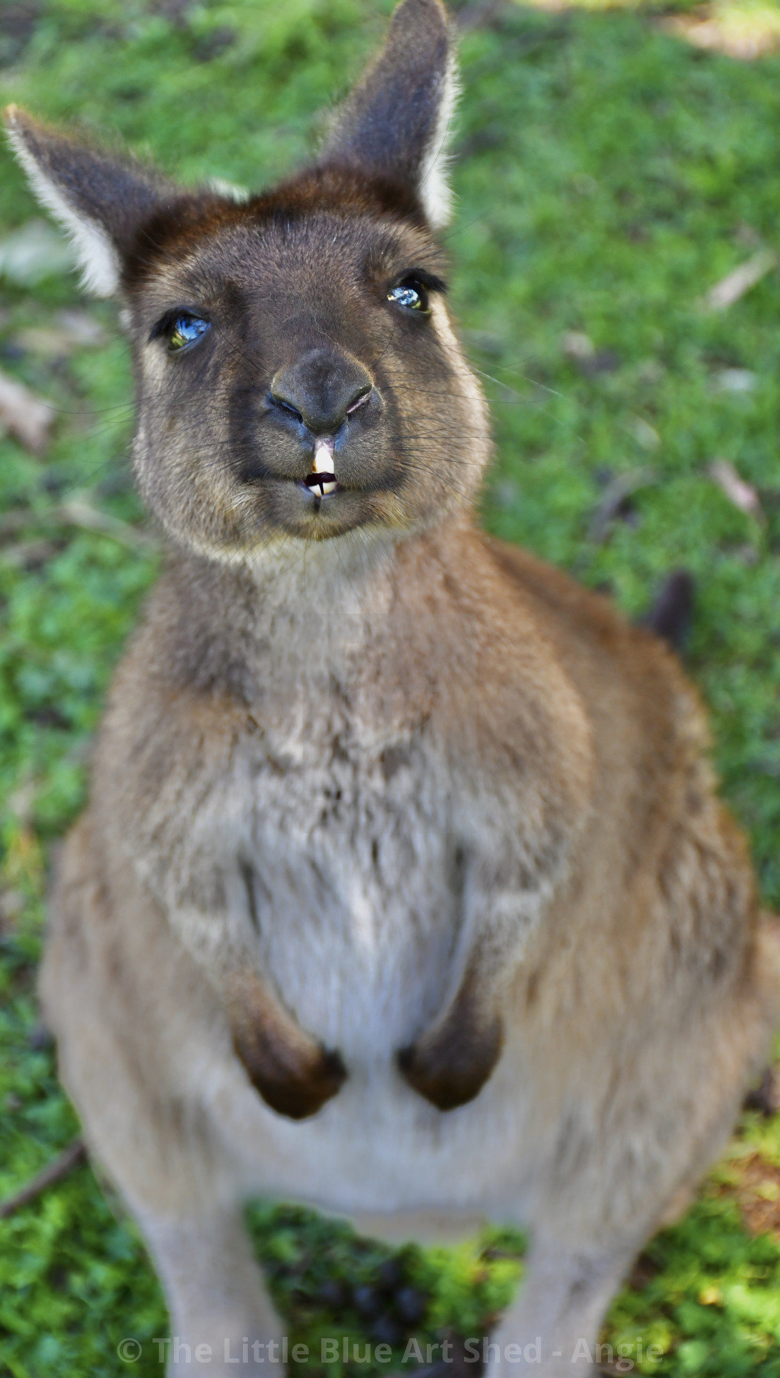 Funny Kangaroo - License, download or print for £ | Photos | Picfair Funny Kangaroo - License, download or print for £ | Photos | Picfair