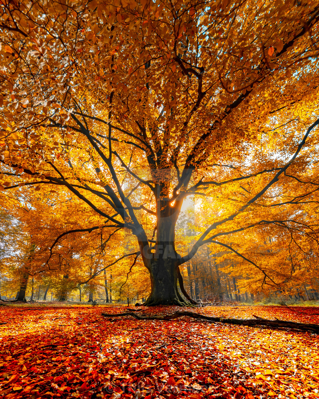 "Big tree in autumn colors" by Thijs Vermeer - £18.60 "Big tree in autumn colors" stock image