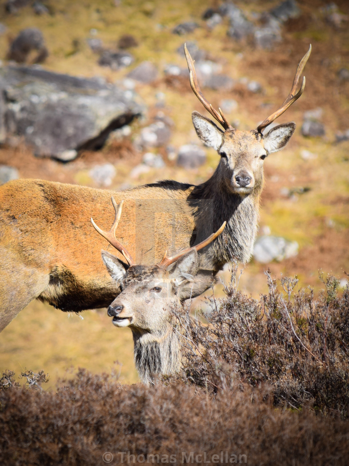 "Wild Stags" stock image