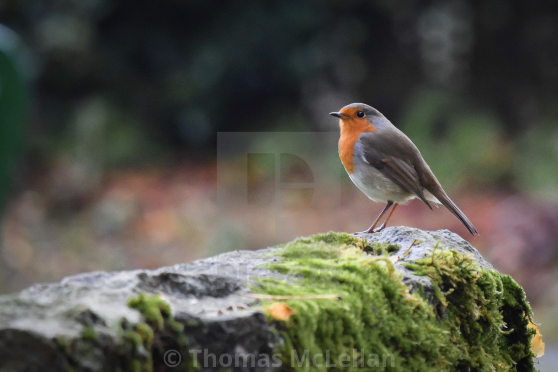 "Robin" stock image