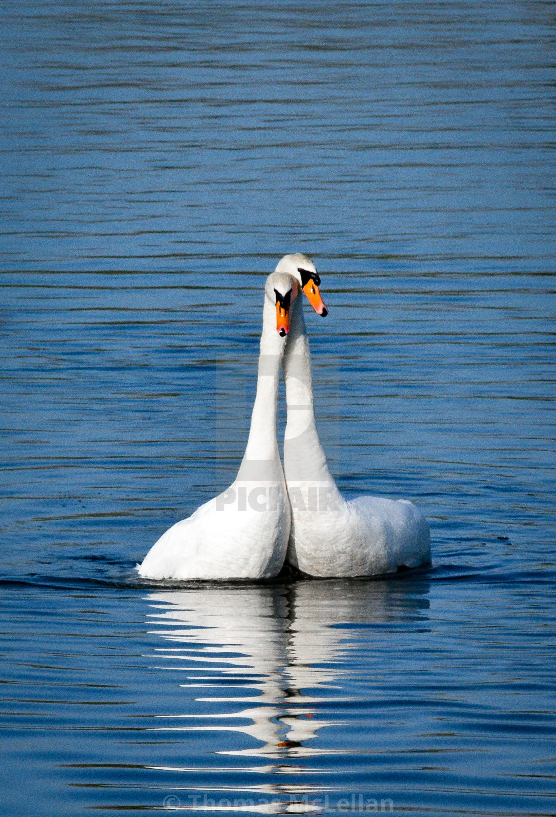 "Swan embrace" stock image