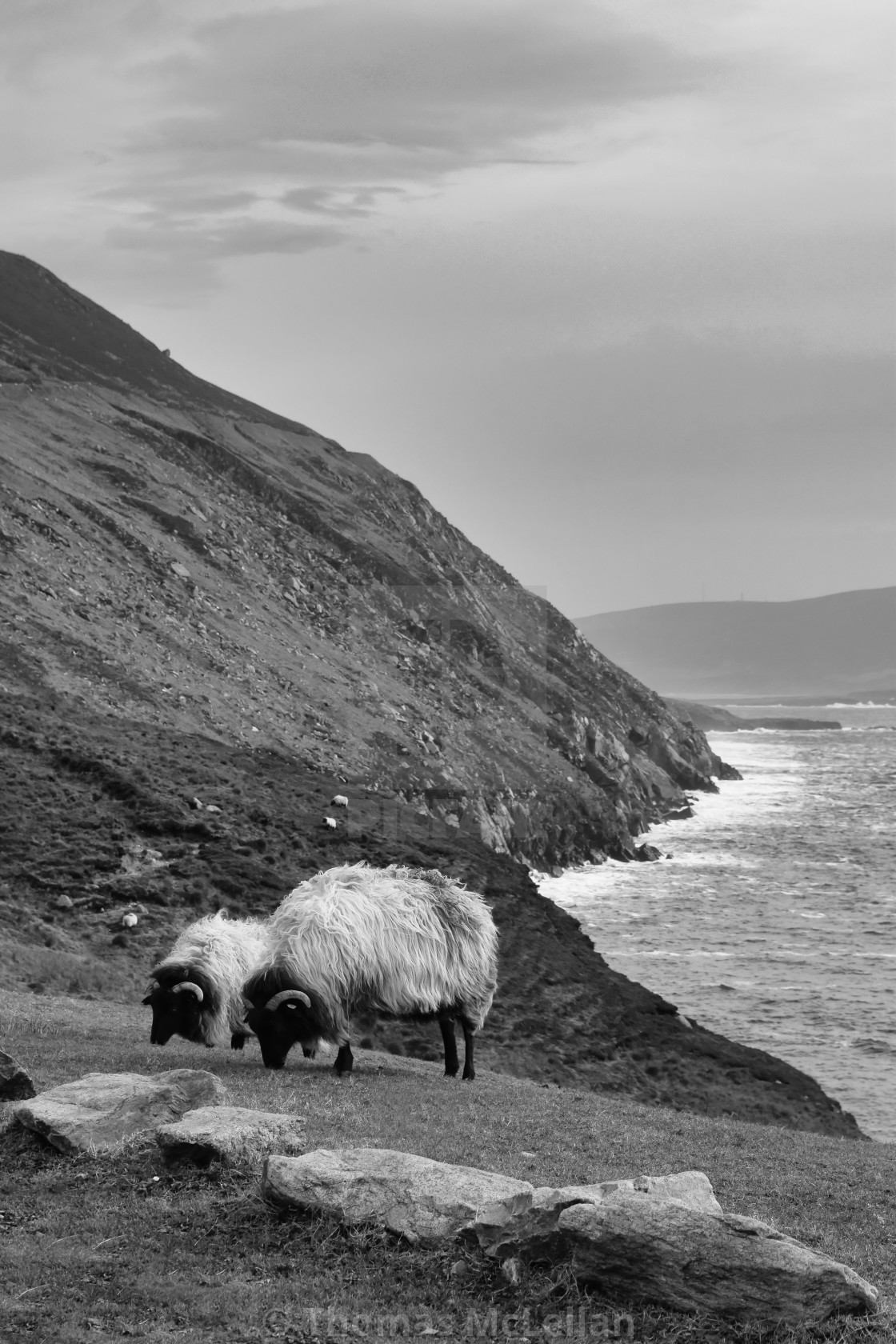 "Sheep on the Wild Atlantic Way" stock image