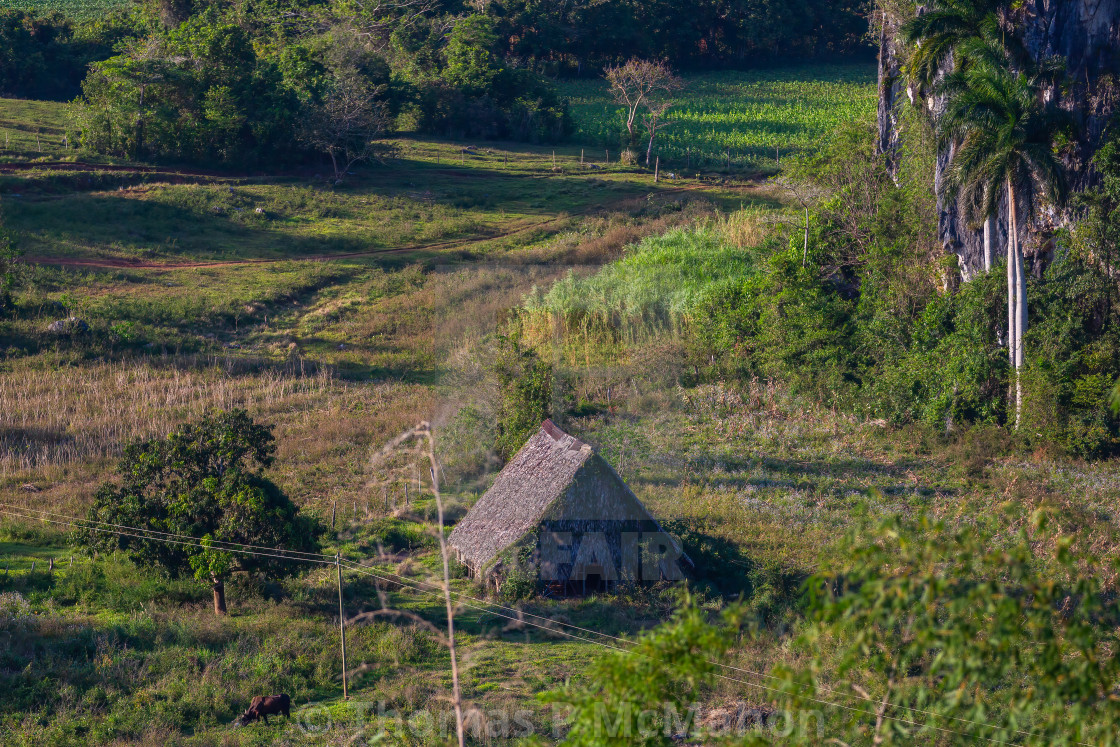 "Tobacco country Cuba" stock image