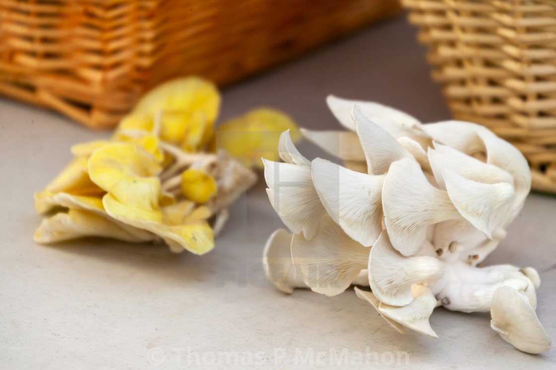 "Oyster mushrooms" stock image