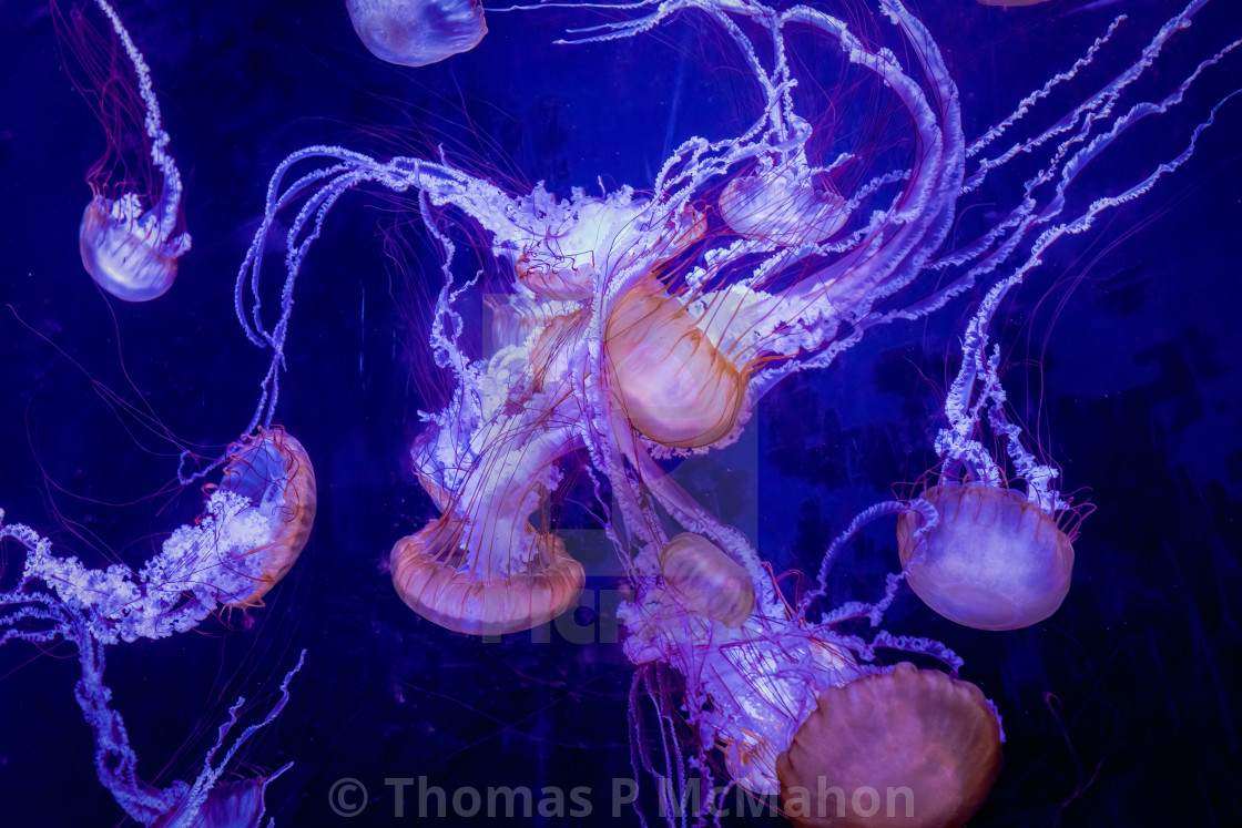 "jellyfish" stock image