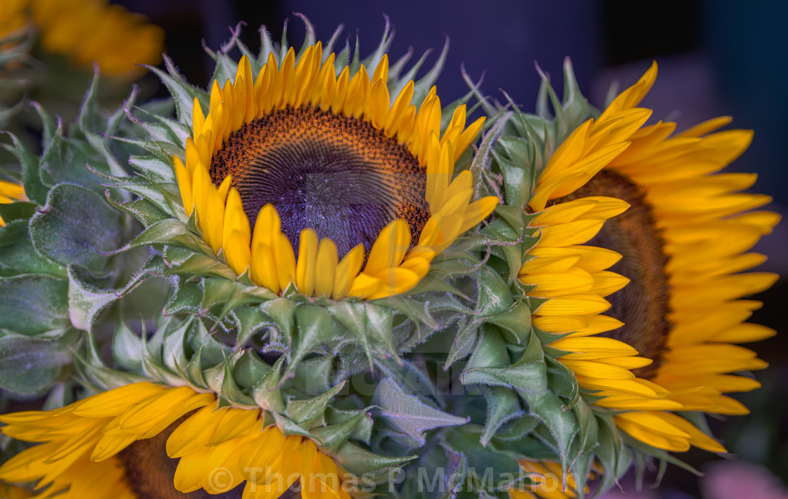 "Sunflowers" stock image