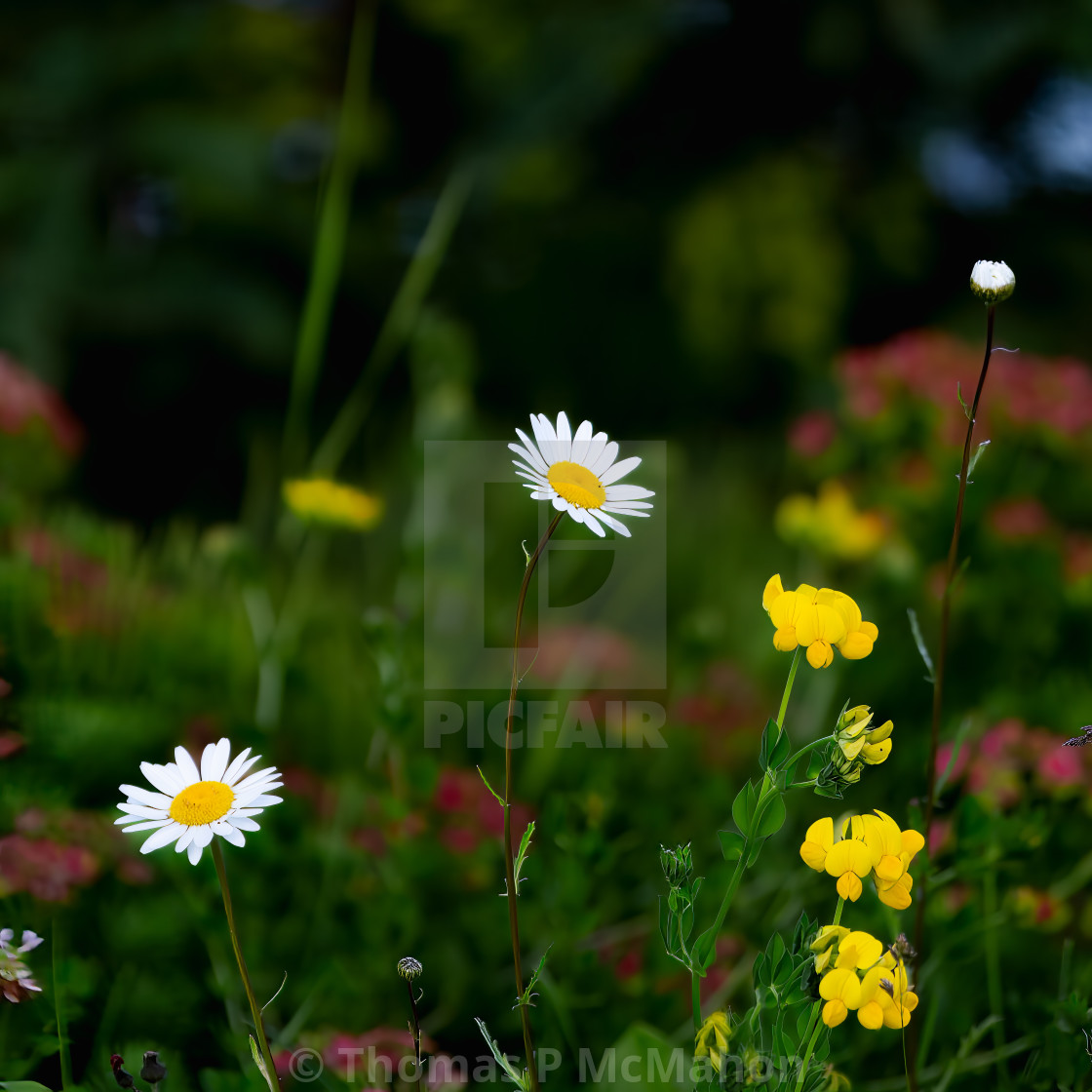 "Minnesota wild flowers" stock image