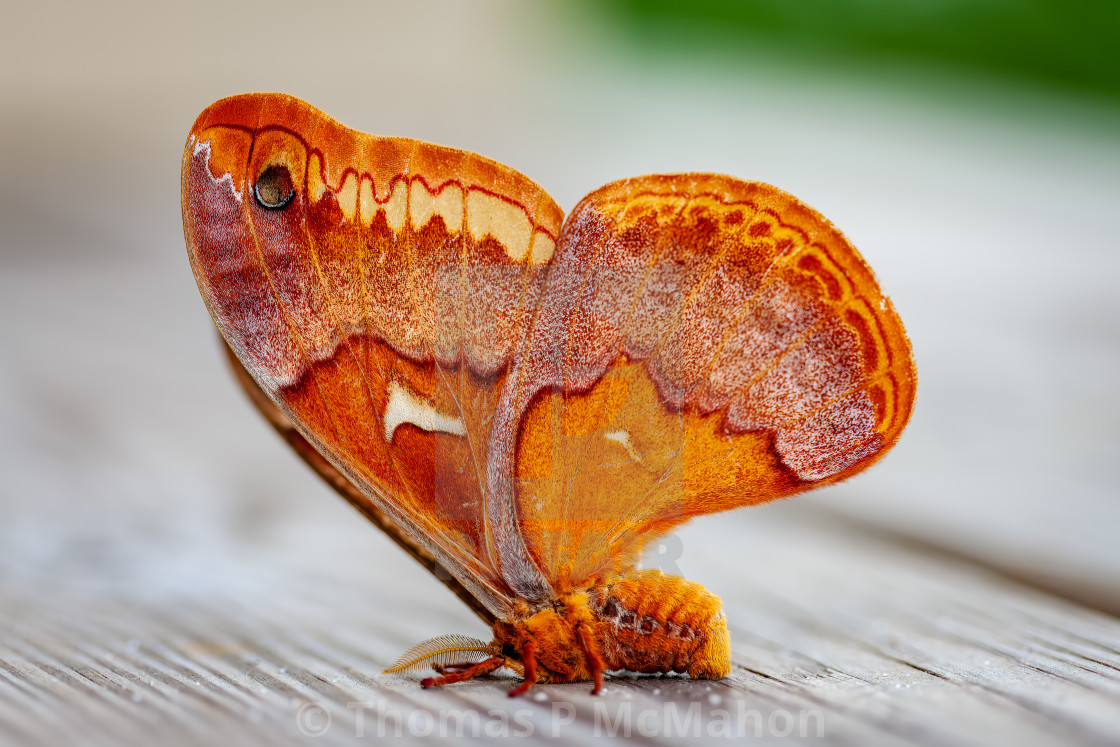 "An elegant butterfly" stock image