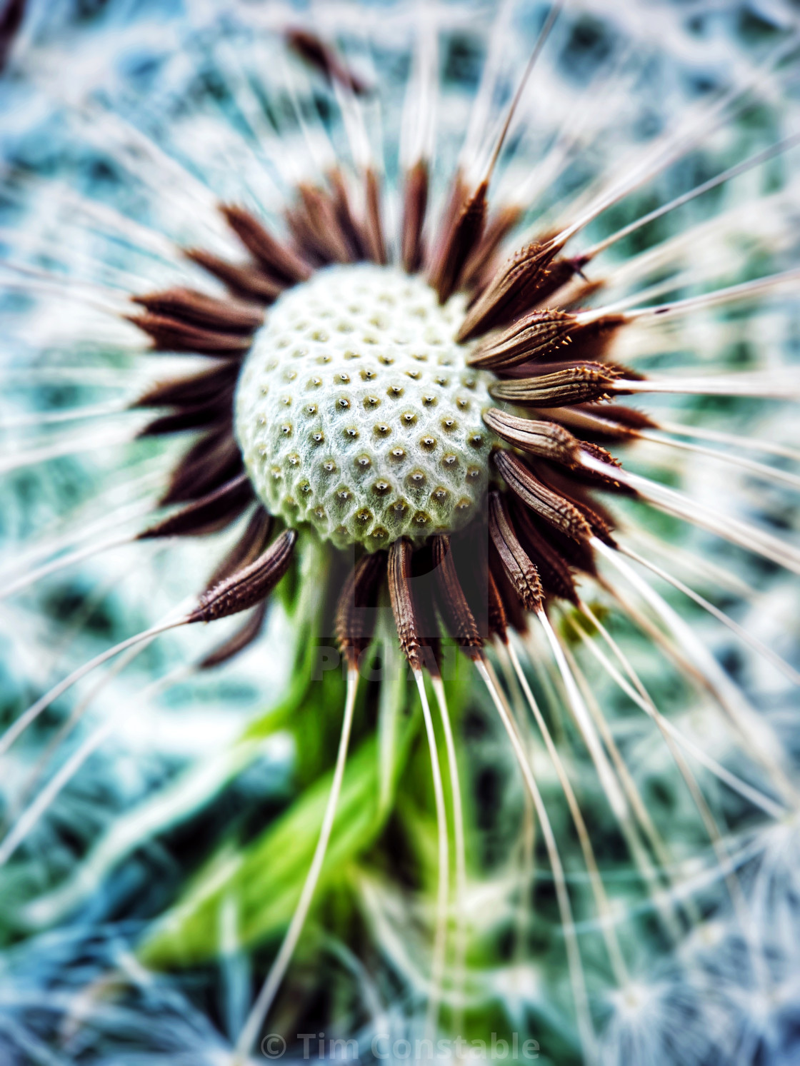 "Dandelion in seed" stock image