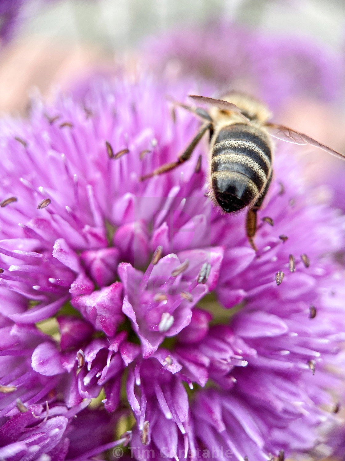 "Wasp on Allium" stock image