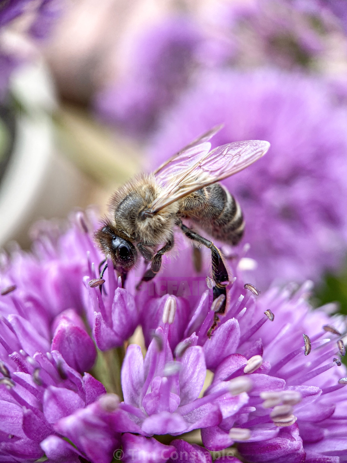 "Wasp on Allium" stock image