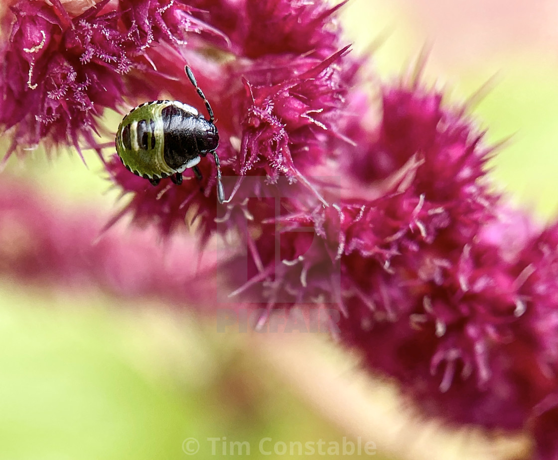 "A bug's life" stock image