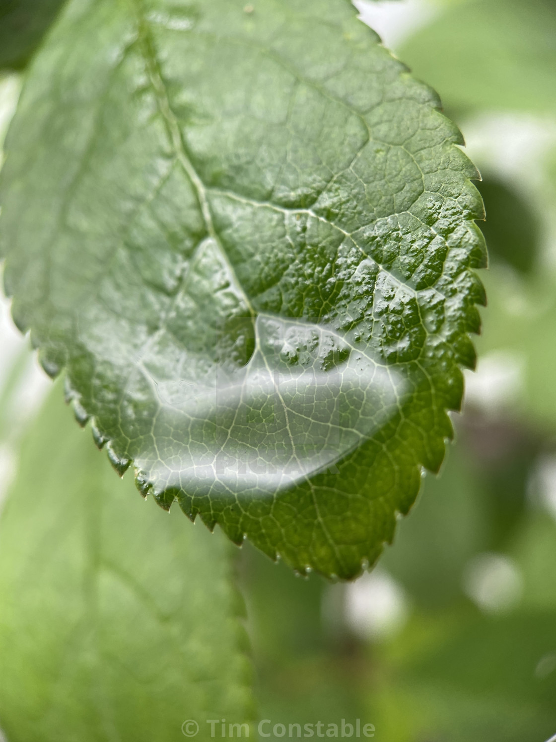 "Wet leaf" stock image