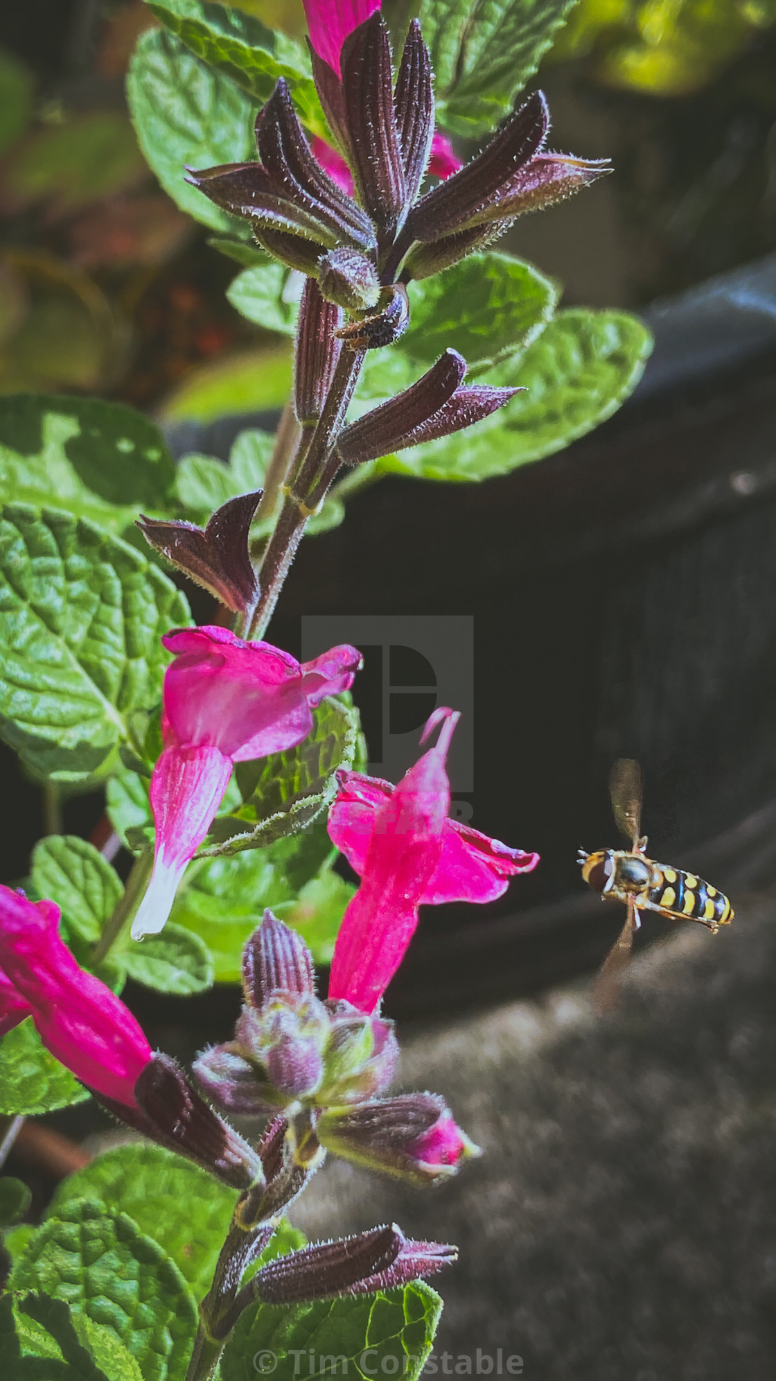 "Collecting pollen" stock image