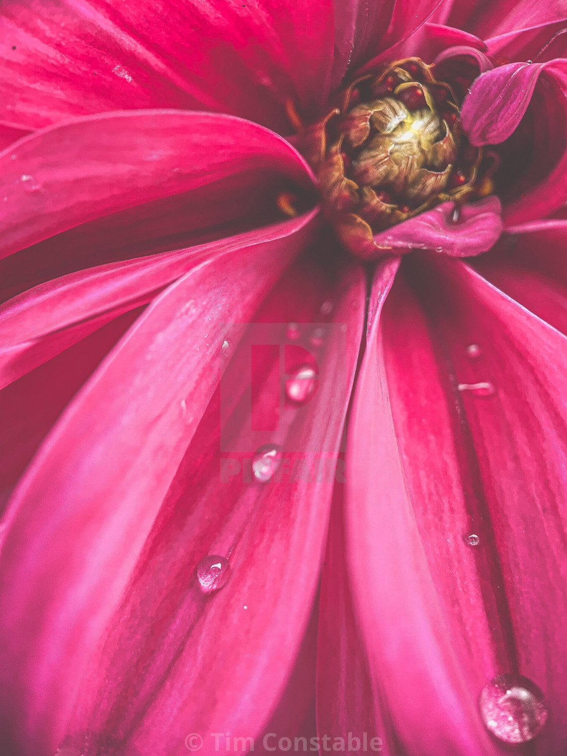 "Thirsty Dahlia" stock image