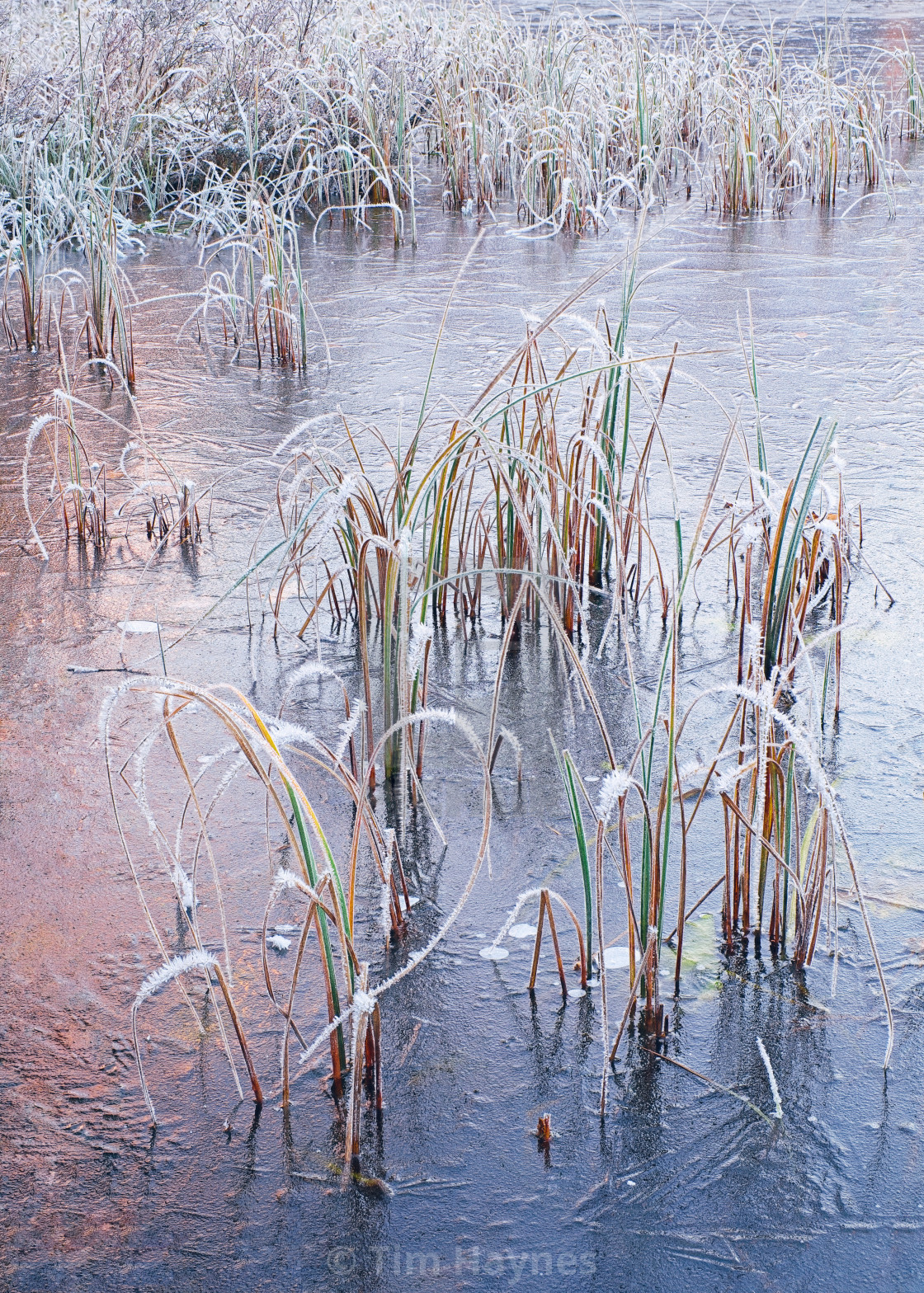 "The Pond is Frozen" by Tim Haynes - $53.98 "The Pond is Frozen" stock image