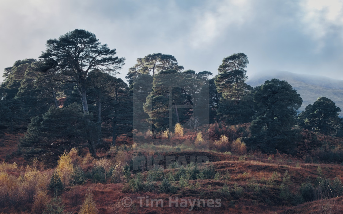 "Caledonian Forest, Glen Lyon" by Tim Haynes - $38.56 "Caledonian Forest, Glen Lyon" stock image