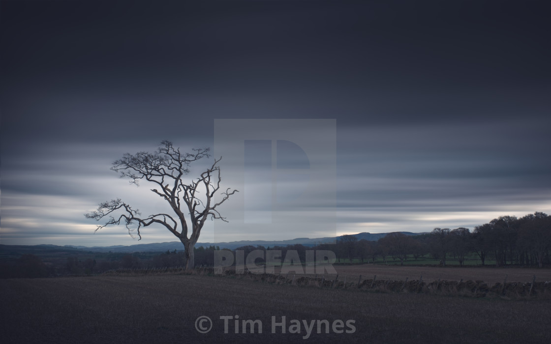 "Standing Firm" by Tim Haynes - $53.98 "Standing Firm" stock image