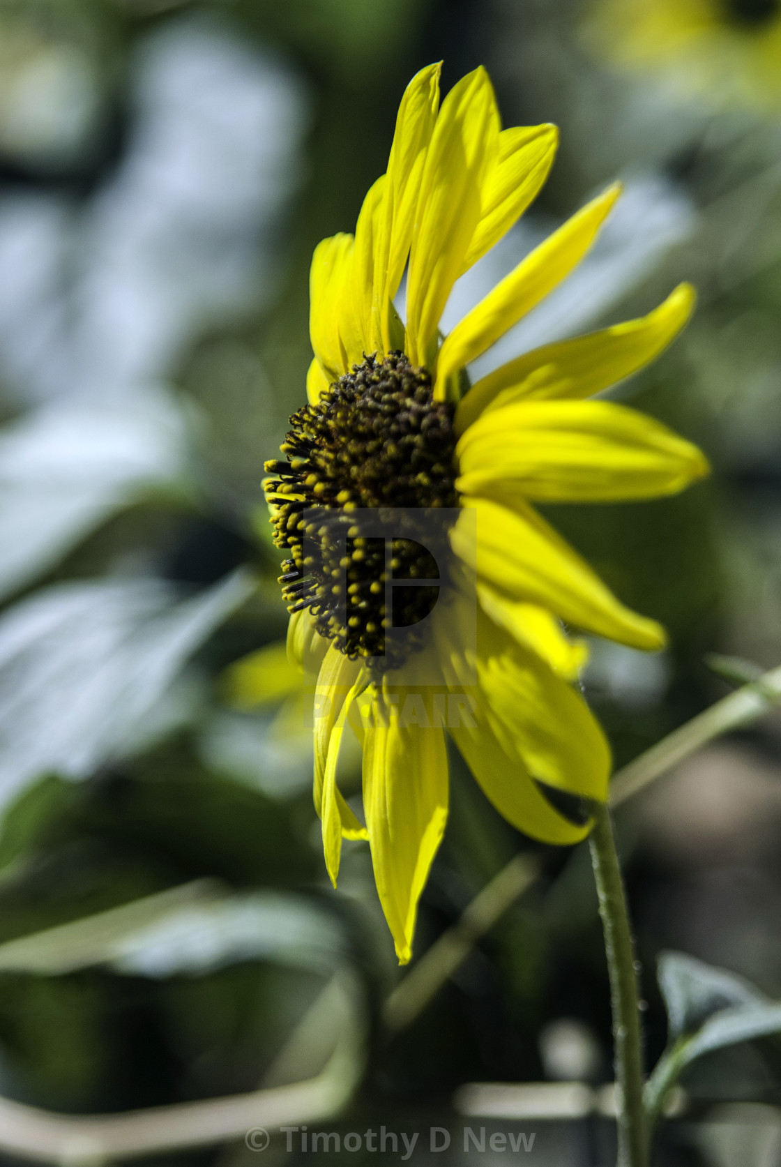 "Sunflower in profile" stock image