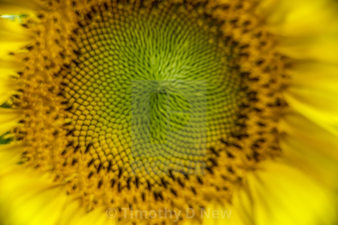 "Sunflower inspiration of a nation" stock image