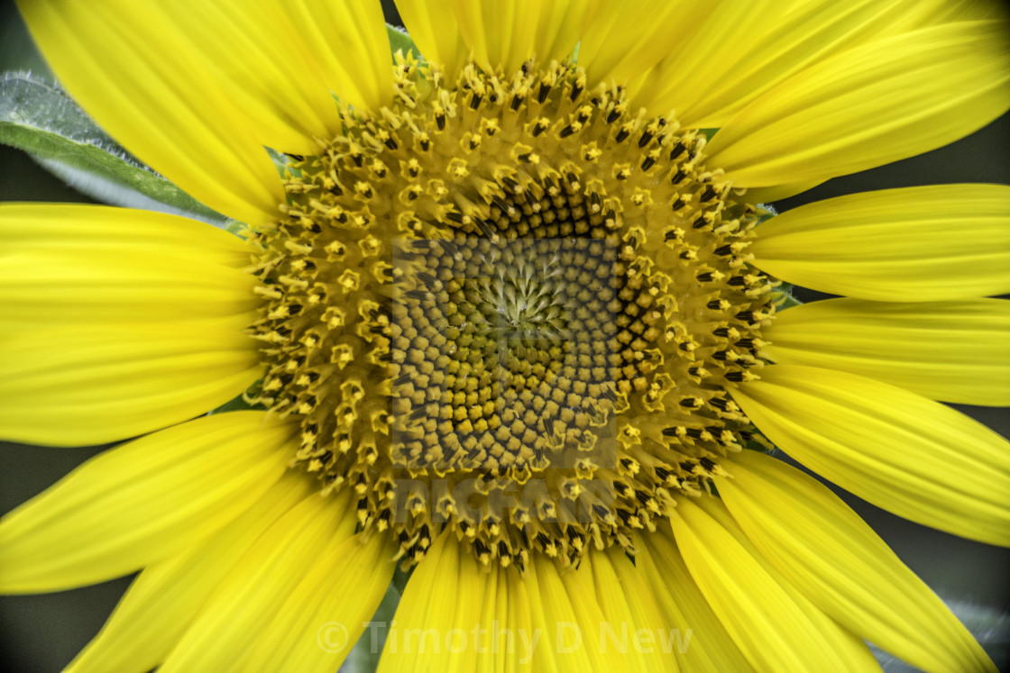 "Sunflower peace" stock image
