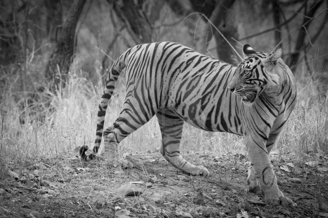 "Young Tigress" stock image