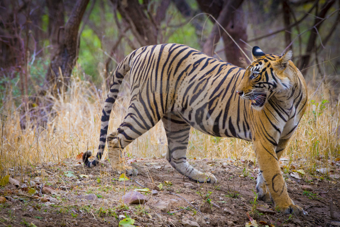 "Young Tigress in Ranthambhore National Park" stock image