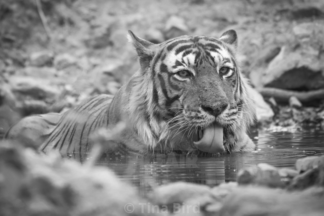 "Drinking Tiger in Ranthambhore National Park" stock image