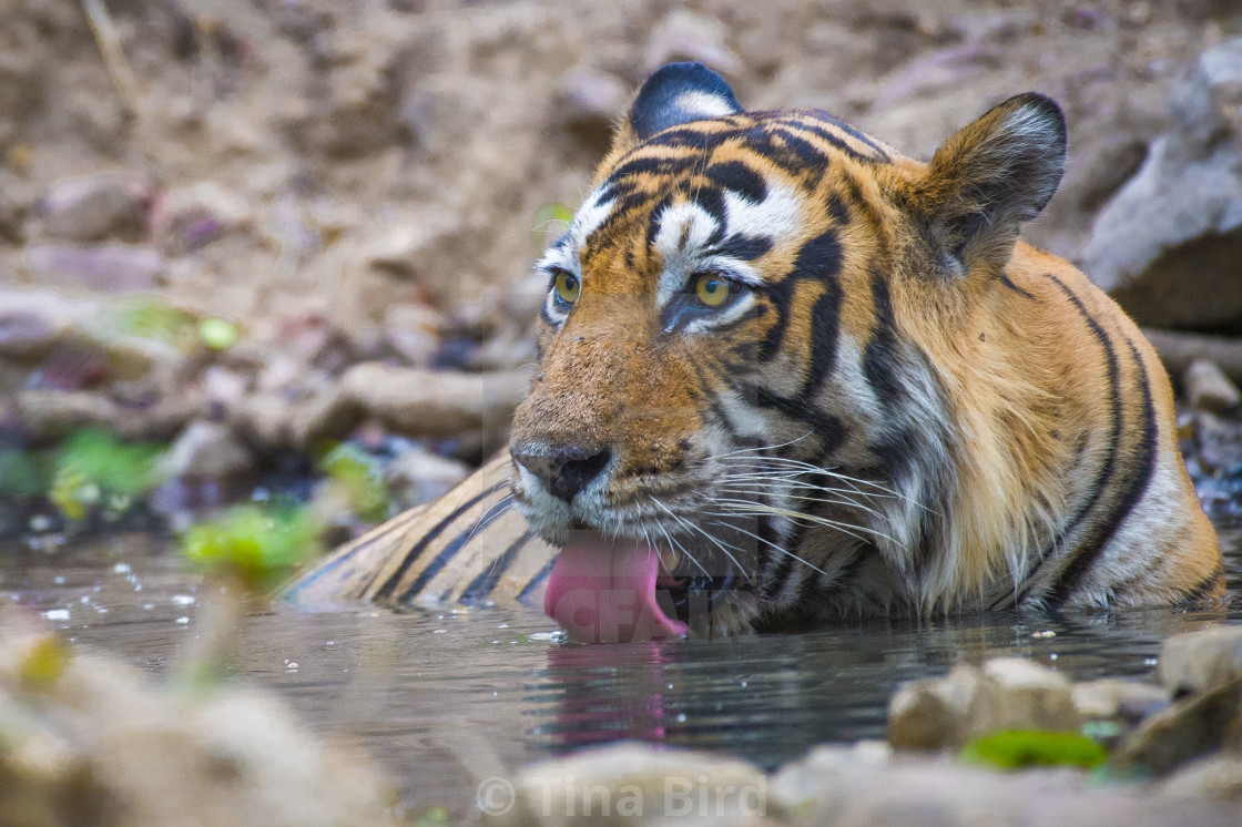 "Drinking Tiger in Ranthambhore National Park" stock image