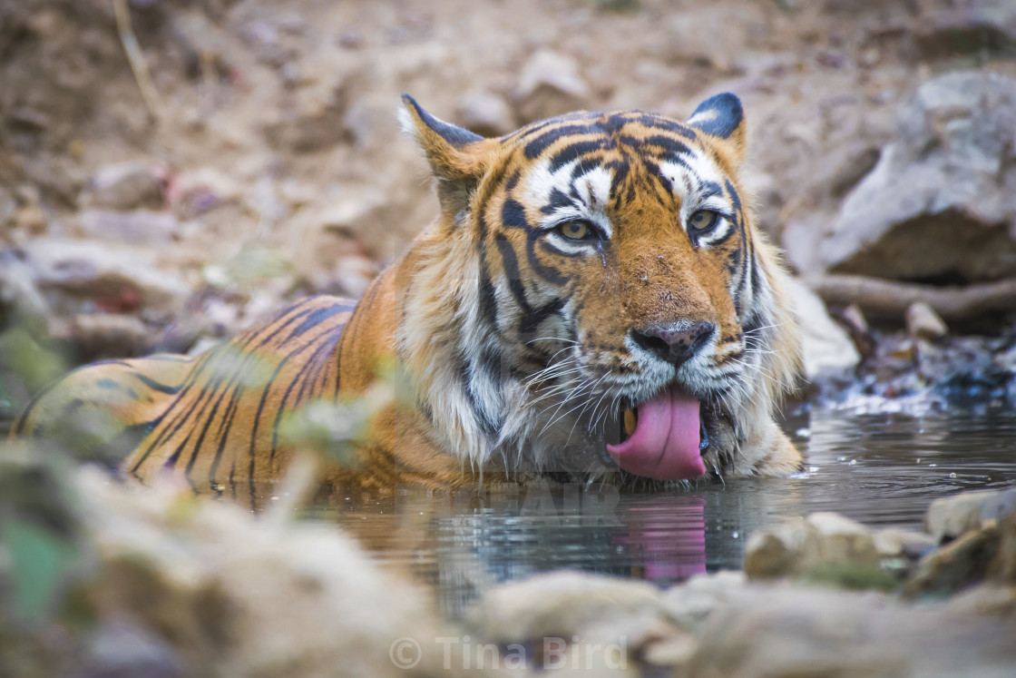 "Drinking Tiger in Ranthambhore National Park" stock image