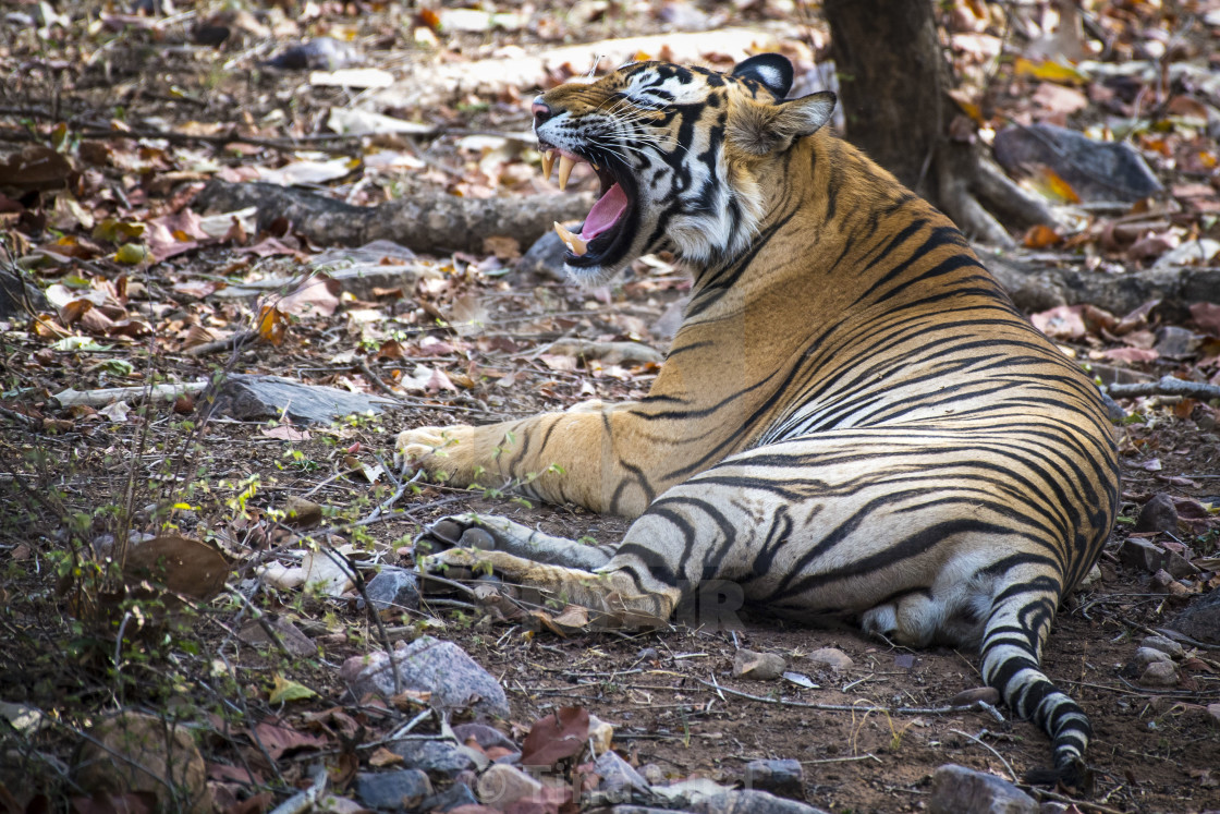 "Yawning Tiger" stock image