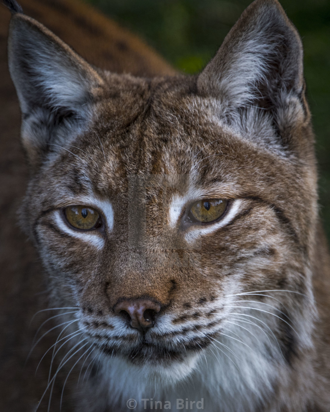 "Eurasian Lynx" stock image