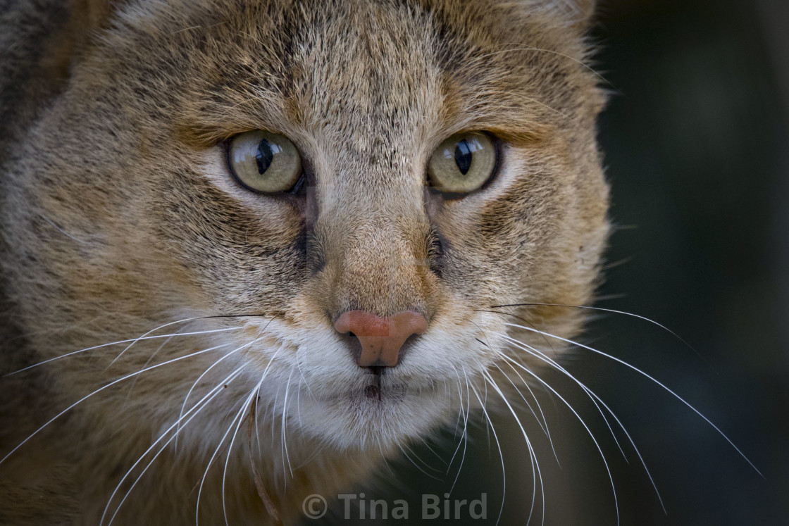 "Jungle Cat" stock image