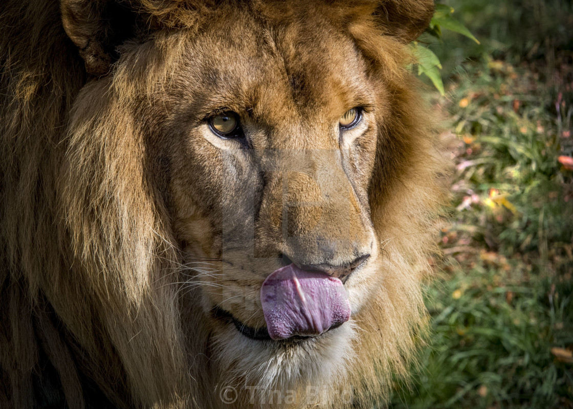 "African Lion" stock image