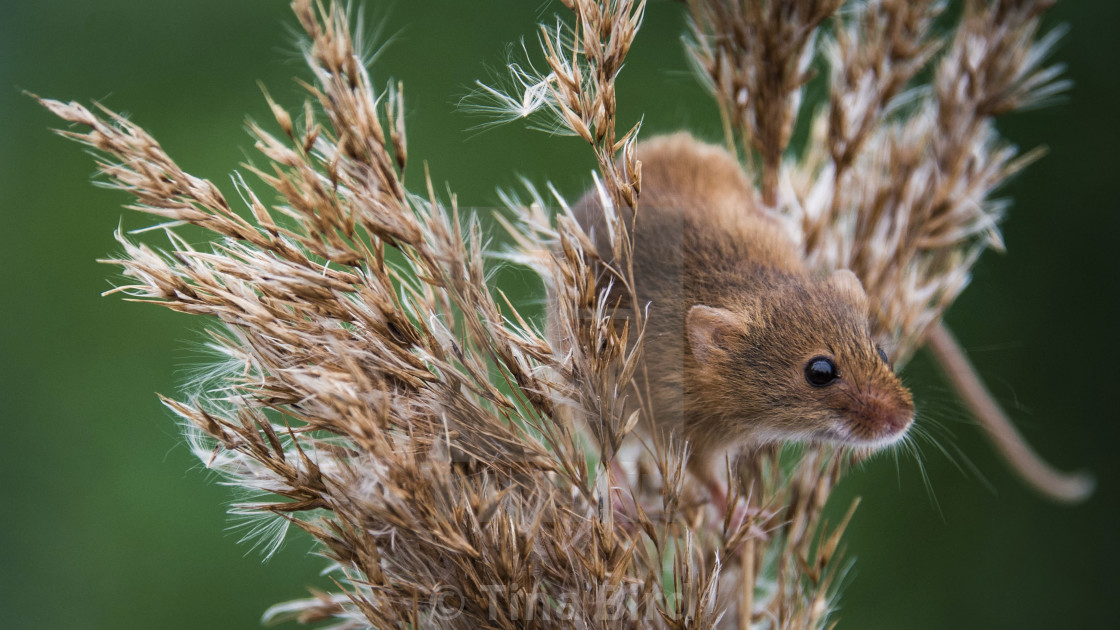 "Harvest Mouse" stock image