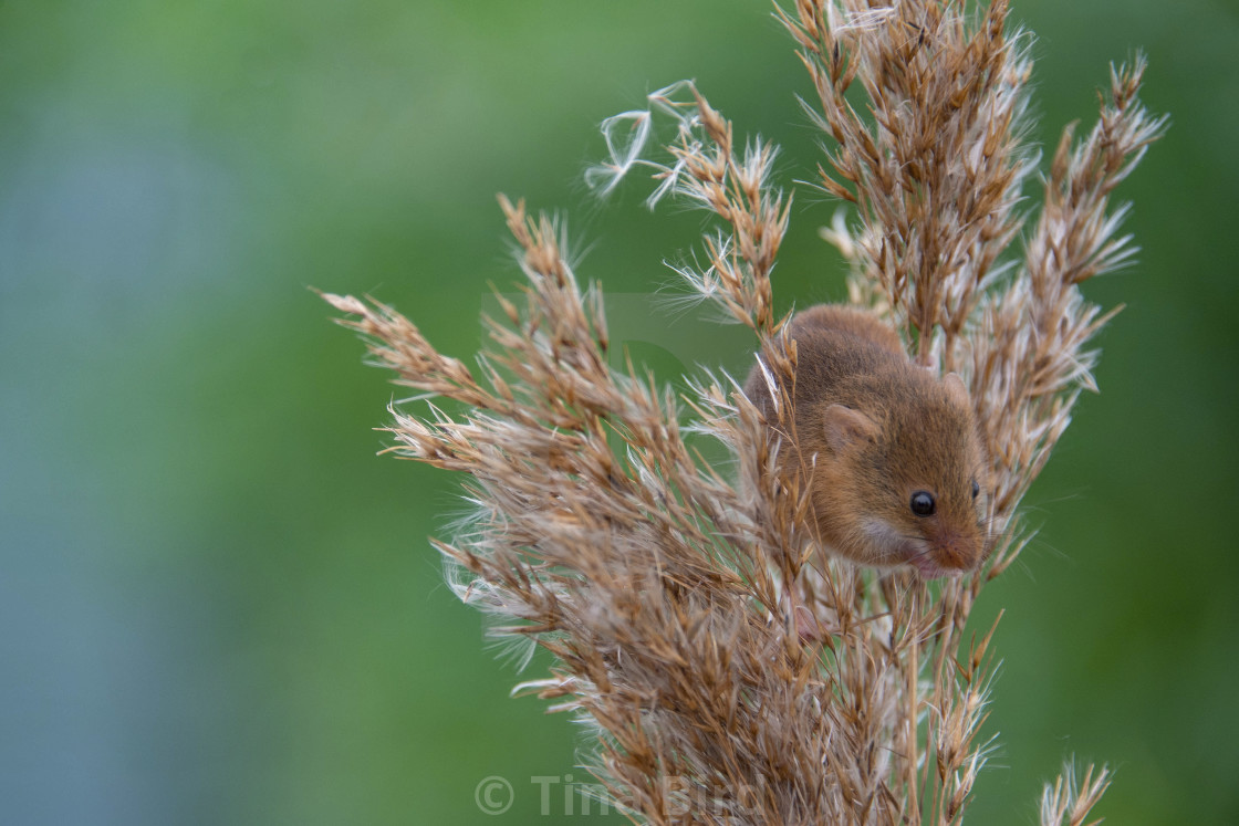 "Harvest Mouse" stock image