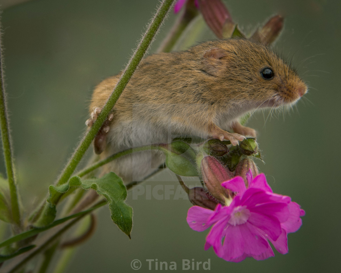 "Harvest Mouse" stock image