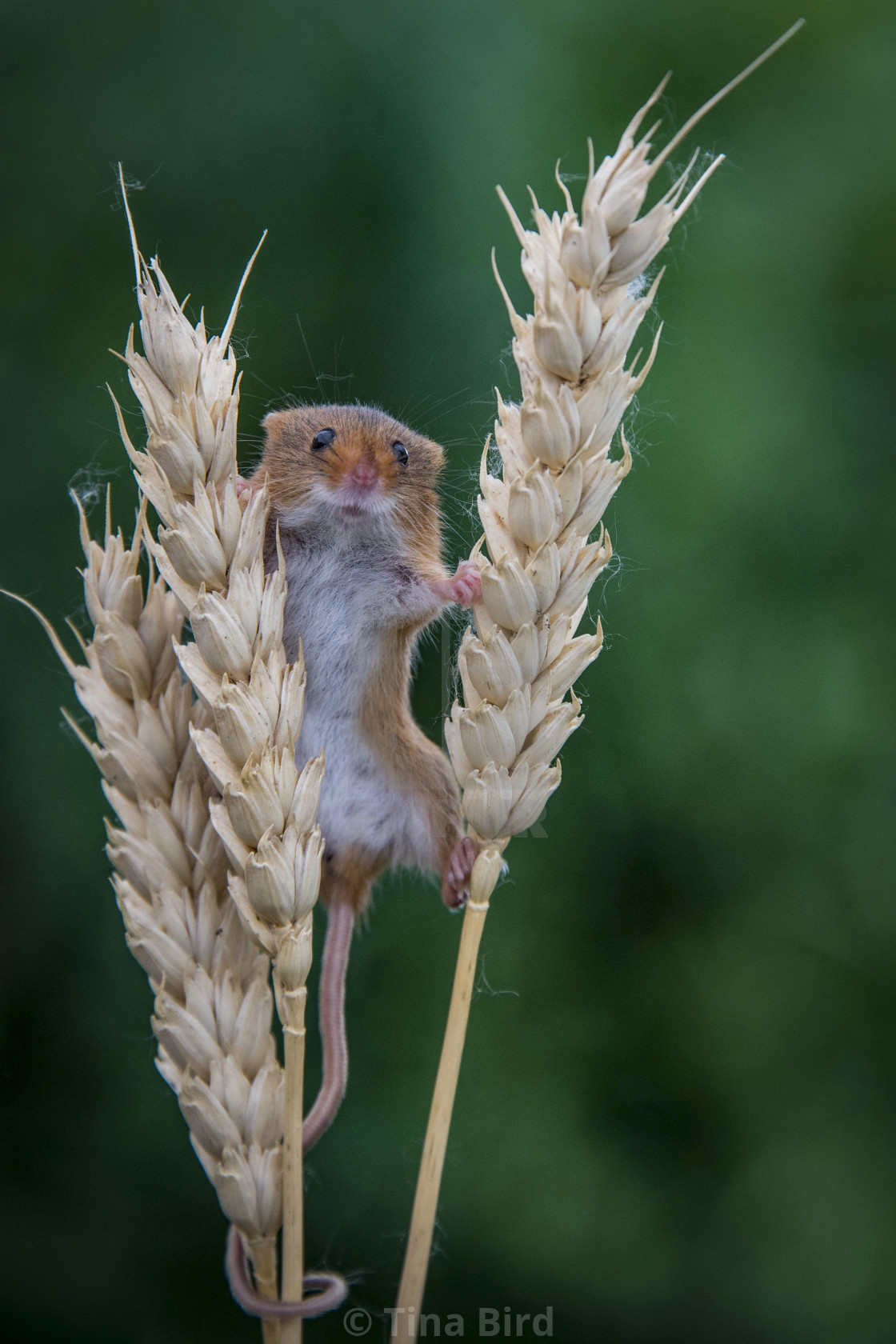 "Harvest Mouse" stock image