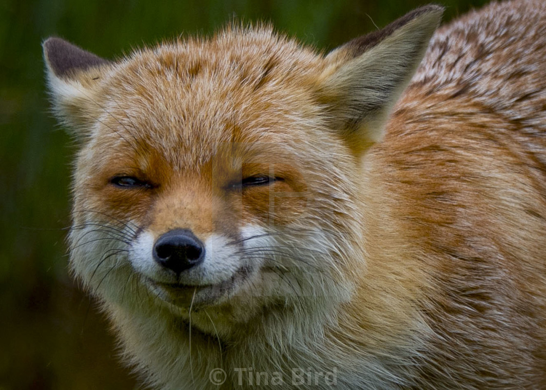 "Smiling Red Fox" stock image