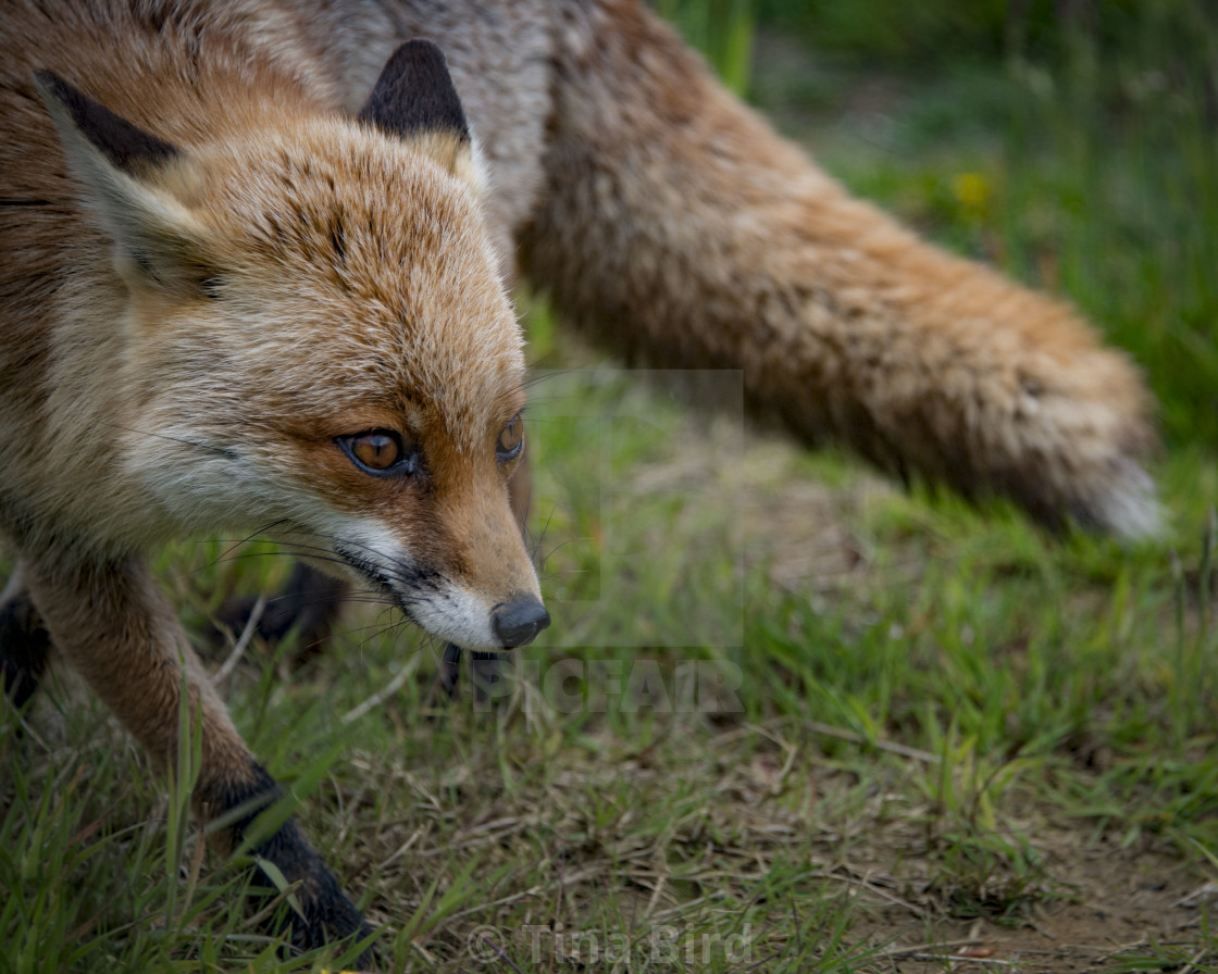 "Red Fox" stock image