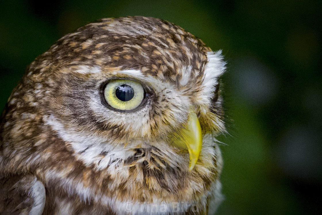 "Little owl portrait" stock image