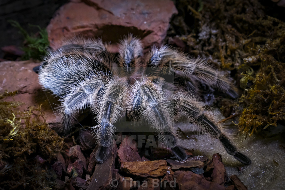 "Rose Hair Tarantula" stock image