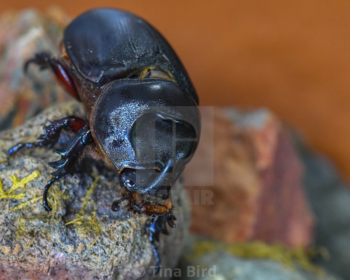 "Rhino Beetle" stock image