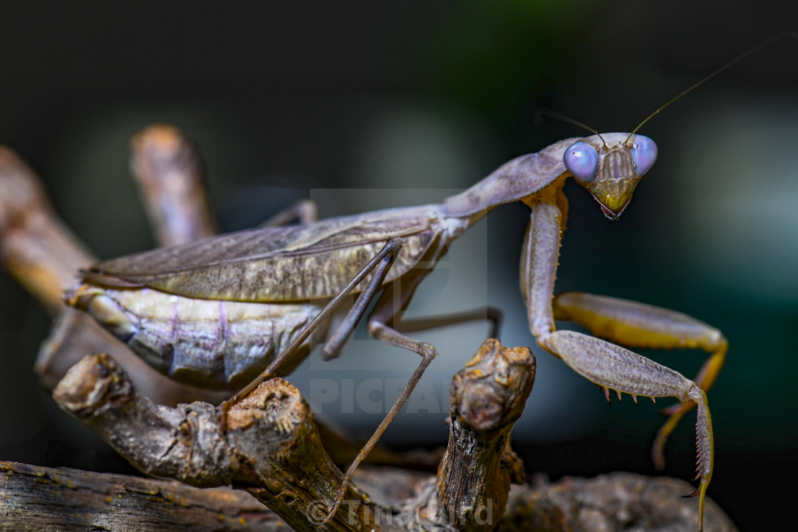 "Praying Mantis" stock image