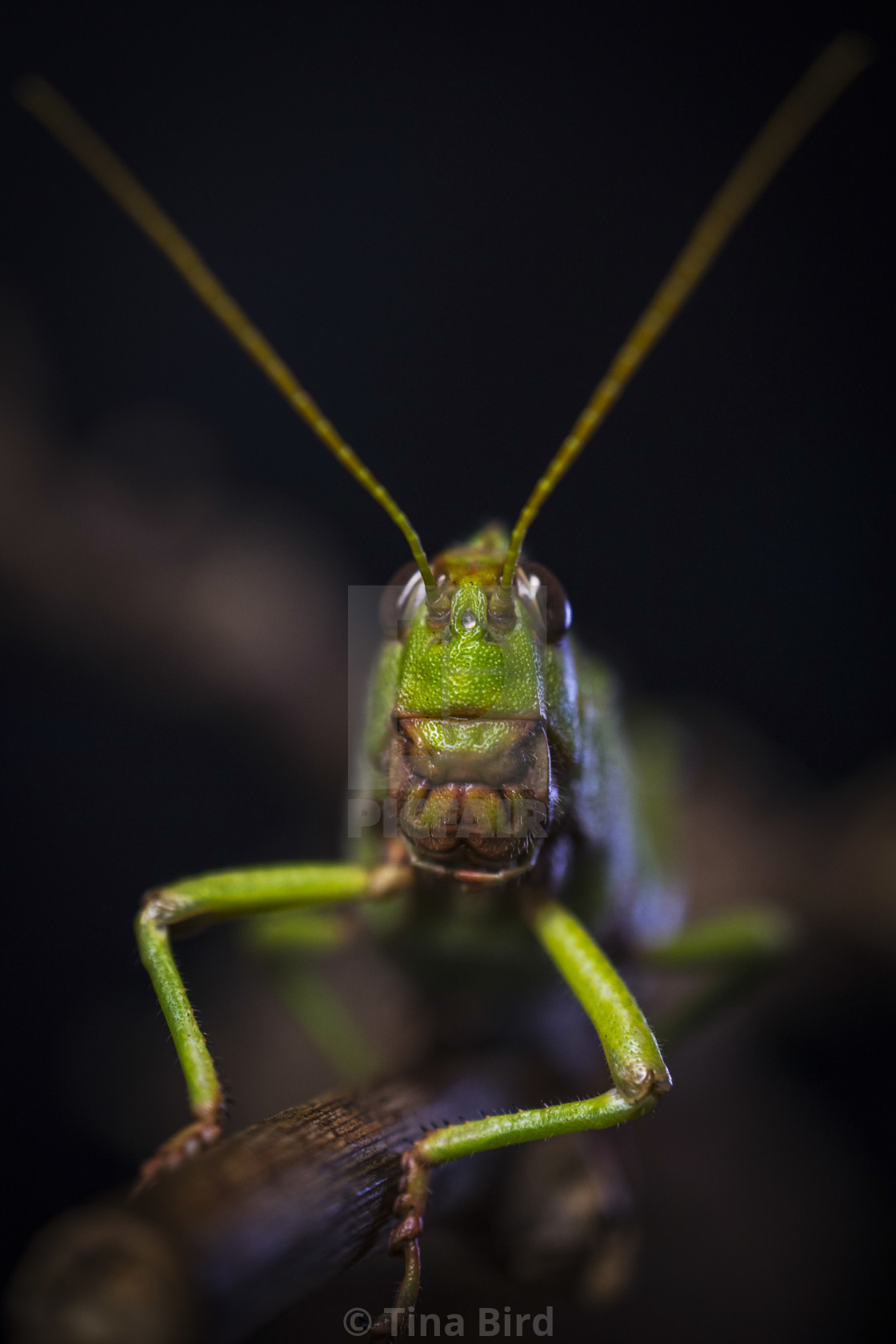 "Grasshopper Close up" stock image