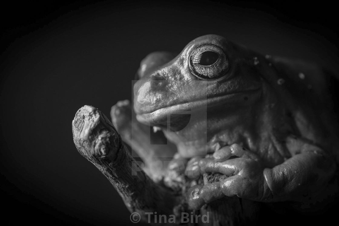 "Frog Portrait" stock image